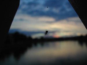 Esperanza, araña negra del atardecer